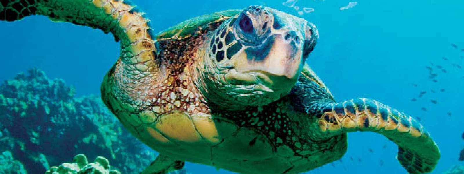 10 Sea Turtle carcasses recovered within days
